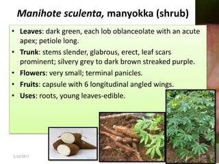 Manihote sculenta, manyokka (shrub)
• Leaves: dark green, each lob oblanceolate with an acute
apex; petiole long.
• Trunk: stems slender, glabrous, erect, leaf scars
prominent; silvery grey to dark brown streaked purple.
• Flowers: very small; terminal panicles.
• Fruits: capsule with 6 longitudinal angled wings.
• Uses: roots, young leaves-edible.
2/10/2017 Euphorbiaceae 18
 