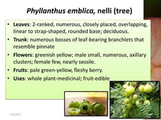 Phyllanthus emblica, nelli (tree)
• Leaves: 2-ranked, numerous, closely placed, overlapping,
linear to strap-shaped, rounded base; deciduous.
• Trunk: numerous bosses of leaf-bearing branchlets that
resemble pinnate
• Flowers: greenish yellow; male small, numerous, axillary
clusters; female few, nearly sessile.
• Fruits: pale green-yellow, fleshy berry.
• Uses: whole plant-medicinal; fruit-edible
2/10/2017 Euphorbiaceae 19
 
