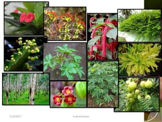 2/10/2017 Euphorbiaceae 2
 