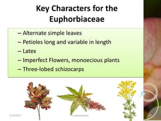 Key Characters for the
Euphorbiaceae
– Alternate simple leaves
– Petioles long and variable in length
– Latex
– Imperfect Flowers, monoecious plants
– Three-lobed schizocarps
2/10/2017 Euphorbiaceae 20
 