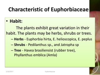 • Habit:
The plants exhibit great variation in their
habit. The plants may be herbs, shrubs or trees.
– Herbs - Euphorbia hirta, E. helioscopica, E. peplus
– Shrubs - Pedilanthus sp., and Jatropha sp
– Tree - Havea brasiliensist (rubber tree),
Phyllanthus emblica (Amla)
Characteristic of Euphorbiaceae
2/10/2017 Euphorbiaceae 6
 