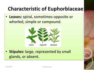Characteristic of Euphorbiaceae
• Leaves: spiral, sometimes opposite or
whorled, simple or compound.
• Stipules: large, represented by small
glands, or absent.
2/10/2017 Euphorbiaceae 7
 
