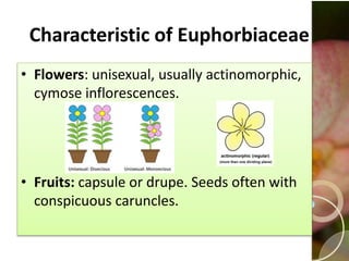 2/10/2017 Euphorbiaceae 8
Characteristic of Euphorbiaceae
• Flowers: unisexual, usually actinomorphic,
cymose inflorescences.
• Fruits: capsule or drupe. Seeds often with
conspicuous caruncles.
 