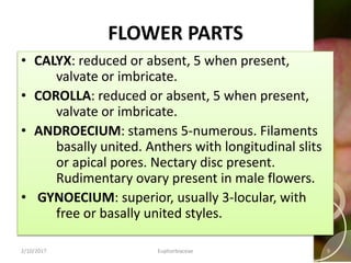FLOWER PARTS
• CALYX: reduced or absent, 5 when present,
valvate or imbricate.
• COROLLA: reduced or absent, 5 when present,
valvate or imbricate.
• ANDROECIUM: stamens 5-numerous. Filaments
basally united. Anthers with longitudinal slits
or apical pores. Nectary disc present.
Rudimentary ovary present in male flowers.
• GYNOECIUM: superior, usually 3-locular, with
free or basally united styles.
2/10/2017 Euphorbiaceae 9
 