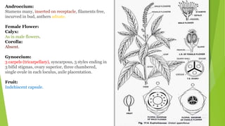 Euphorbiaceae