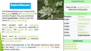 Euphorbiaceae