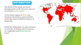 Euphorbiaceae