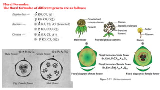 Floral Formulae:
The floral formulae of different genera are as follows:
 