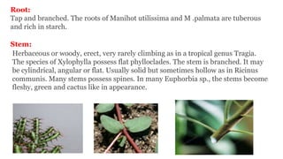 Euphorbiaceae | PPTX