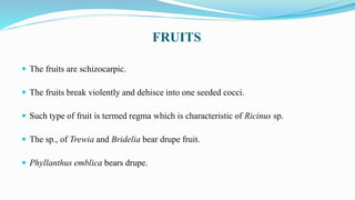 FRUITS
 The fruits are schizocarpic.
 The fruits break violently and dehisce into one seeded cocci.
 Such type of fruit is termed regma which is characteristic of Ricinus sp.
 The sp., of Trewia and Bridelia bear drupe fruit.
 Phyllanthus emblica bears drupe.
 