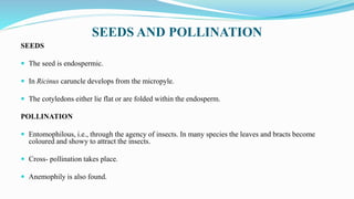 SEEDS AND POLLINATION
SEEDS
 The seed is endospermic.
 In Ricinus caruncle develops from the micropyle.
 The cotyledons either lie flat or are folded within the endosperm.
POLLINATION
 Entomophilous, i.e., through the agency of insects. In many species the leaves and bracts become
coloured and showy to attract the insects.
 Cross- pollination takes place.
 Anemophily is also found.
 