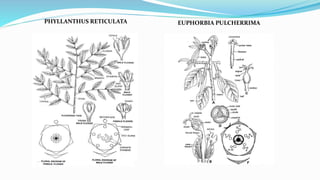 EUPHORBIA PULCHERRIMAPHYLLANTHUS RETICULATA
 