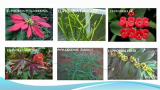 Some commen species of
Euphorbiaceae members
EUPHORBIA TIRUCALLI
EUPHORBIA HIRTAPHYLLANTHUS AMARUSRICINUS COMMUNIS
EUPHORBIA PULCHERRIMA EUPHORBIA SP.
 