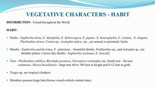VEGETATIVE CHARACTERS - HABIT
DISTRIBUTION : Found throughout the World
HABIT :
 Herbs - Euphorbia hirta, E. thymifolia, E. helioscopica, E. peplus; E. heterophylla, E. cristata, E. elegans;
Phyllanthus niruri, Croton sp., Acalypha indica, etc., are annual or perennial herbs.
 Shrubs - Euphorbia pulcherrima, E. splendens, - beautiful shrubs. Pedilanthus sp., and Jatropha sp., are
shrubby plants. Cactus like shrubs - Euphorbia royleana, E. tirucalli.
 Tree - Phyllanthus emblica, Bischofia javanica, Putranjiva roxburghii, etc. Small tree - Ricinus
communis. Havea brasiliensis - large tree 60 to 100 feet in height and 8-12 feet in girth.
 Tragia sp. are tropical climbers.
 Members possess large laticiferous vessels which contain latex.
 