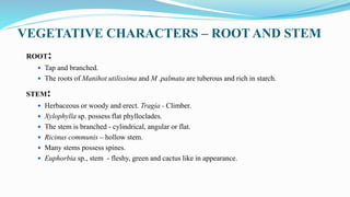 VEGETATIVE CHARACTERS – ROOT AND STEM
ROOT:
 Tap and branched.
 The roots of Manihot utilissima and M .palmata are tuberous and rich in starch.
STEM:
 Herbaceous or woody and erect. Tragia - Climber.
 Xylophylla sp. possess flat phylloclades.
 The stem is branched - cylindrical, angular or flat.
 Ricinus communis – hollow stem.
 Many stems possess spines.
 Euphorbia sp., stem - fleshy, green and cactus like in appearance.
 