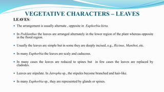 VEGETATIVE CHARACTERS – LEAVES
LEAVES:
 The arrangement is usually alternate , opposite in Euphorbia hirta.
 In Pedilanthus the leaves are arranged alternately in the lower region of the plant whereas opposite
in the floral region.
 Usually the leaves are simple but in some they are deeply incised, e.g., Ricinus, Manihot, etc.
 In many Euphorbia the leaves are scaly and caducous.
 In many cases the leaves are reduced to spines but in few cases the leaves are replaced by
cladodes.
 Leaves are stipulate. In Jatropha sp., the stipules become branched and hair-like.
 In many Euphorbia sp., they are represented by glands or spines.
 
