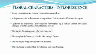 FLORAL CHARACTERS - INFLORESCENCE
 It may be racemose or cymose or sometimes complex.
 In Euphorbia, the inflorescence is - cyathium. This is the modification of a cyme.
 Cyathium inflorescence - male flowers represented by a stalked stamen are found
arranged around a central stalked female flower.
 The female flower consists of gynoecium only.
 The complete inflorescence looks like a single flower.
 The bracts are being arranged like a perianth.
 The bracts are so united that they form a cup-like structure.
 