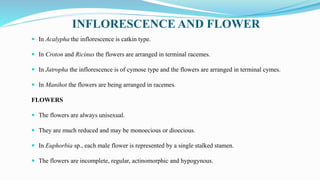 INFLORESCENCE AND FLOWER
 In Acalypha the inflorescence is catkin type.
 In Croton and Ricinus the flowers are arranged in terminal racemes.
 In Jatropha the inflorescence is of cymose type and the flowers are arranged in terminal cymes.
 In Manihot the flowers are being arranged in racemes.
FLOWERS
 The flowers are always unisexual.
 They are much reduced and may be monoecious or dioecious.
 In Euphorbia sp., each male flower is represented by a single stalked stamen.
 The flowers are incomplete, regular, actinomorphic and hypogynous.
 