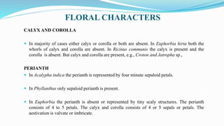 FLORAL CHARACTERS
CALYX AND COROLLA
 In majority of cases either calyx or corolla or both are absent. In Euphorbia hirta both the
whorls of calyx and corolla are absent. In Ricinus communis the calyx is present and the
corolla is absent. But calyx and corolla are present, e.g., Croton and Jatropha sp.,
PERIANTH
 In Acalypha indica the perianth is represented by four minute sepaloid petals.
 In Phyllanthus only sepaloid perianth is present.
 In Euphorbia the perianth is absent or represented by tiny scaly structures. The perianth
consists of 4 to 5 petals. The calyx and corolla consists of 4 or 5 sepals or petals. The
aestivation is valvate or imbricate.
 