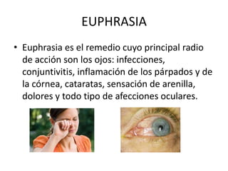EUPHRASIA
• Euphrasia es el remedio cuyo principal radio
de acción son los ojos: infecciones,
conjuntivitis, inflamación de los párpados y de
la córnea, cataratas, sensación de arenilla,
dolores y todo tipo de afecciones oculares.
 