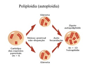 Poliploidia (autoploidia) 