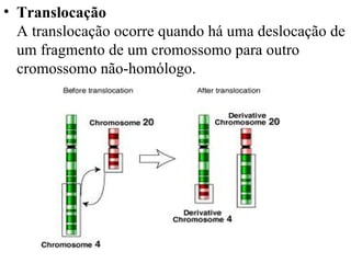 Translocação A translocação ocorre quando há uma deslocação de um fragmento de um cromossomo para outro cromossomo não-homólogo.  