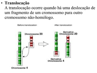 • Translocação
A translocação ocorre quando há uma deslocação de
um fragmento de um cromossomo para outro
cromossomo não-homólogo.
 