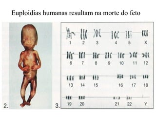 Euploidias humanas resultam na morte do feto
 