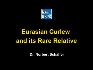 Eurasian Curlew  and its Rare Relative Dr. Norbert Schäffer 