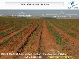 Cana planta aos 30 dias

 