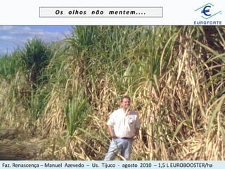 Os olhos não mentem....

Faz. Renascença – Manuel Azevedo – Us. Tijuco - agosto 2010 – 1,5 L EUROBOOSTER/ha

 