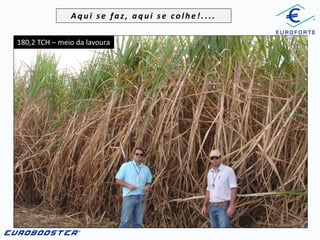 Aqui se faz, aqui se colhe!....
180,2 TCH – meio da lavoura

 