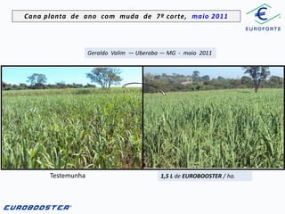 Cana planta de ano com muda de 7º corte, maio 2011

Geraldo Valim — Uberaba — MG - maio 2011

Testemunha

1,5 L de EUROBOOSTER / ha.

 