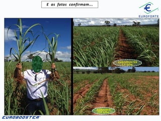 E as fotos confirmam...

EUROBOOSTER
1,5 L/ha.

AGROLMIN
250 L/ha.

 