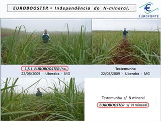 EUROBOOSTER = Independência do N -mineral.

Testemunha c/ N mineral
EUROBOOSTER s/ N mineral

 