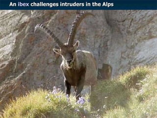 Ibex An  ibex  challenges intruders in the Alps 