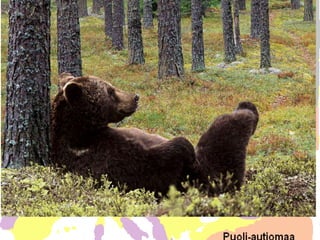 2. HAVUMETSÄ
•   TAIGA ULOTTUU VENÄJÄLTÄ POHJOISMAIHIN
•   KUUSI
•   MÄNTY
•   (KOIVU)
•   HIRVI, KARHU
 