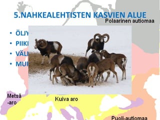 5.NAHKEALEHTISTEN KASVIEN ALUE
•   ÖLJYPUUT
•   PIIKKIPENSAIKOT
•   VÄLIMEREN YMPÄRISTÖ
•   MUFLONI
 