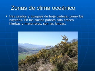 Zonas de clima oceánico
   Hay prados y bosques de hoja caduca, como los
    hayedos. En los suelos pobres solo crecen
    hierbas y matorrales, son las landas.
 
