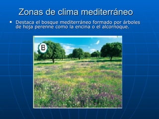 Zonas de clima mediterráneo
   Destaca el bosque mediterráneo formado por árboles
    de hoja perenne como la encina o el alcornoque.
 