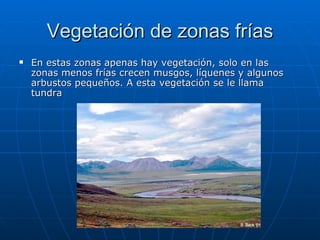 Vegetación de zonas frías
   En estas zonas apenas hay vegetación, solo en las
    zonas menos frías crecen musgos, líquenes y algunos
    arbustos pequeños. A esta vegetación se le llama
    tundra
 