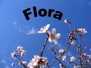 Flora 