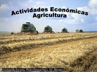 Actividades Económicas Agricultura 