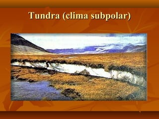 Tundra (clima subpolar)
 
