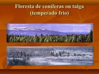 Floresta de coníferas ou taiga
      (temperado frio)
 