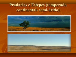 Pradarias e Estepes (temperado
   continental- semi-árido)
 