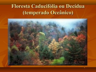Floresta Caducifólia ou Decídua
     (temperado Oceânico)
 