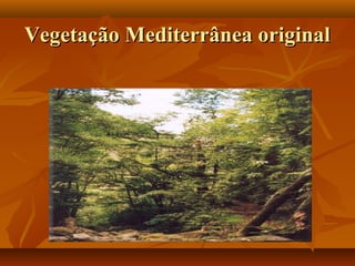 Vegetação Mediterrânea original
 