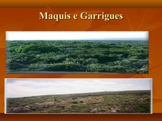 Maquis e Garrigues
 
