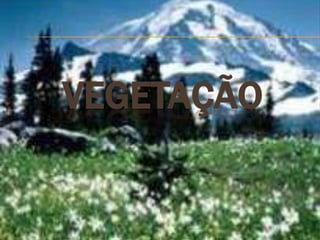 VEGETAÇÃO
 